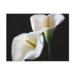 Elegant Calla Lily Flowers 13 Postcards