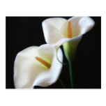 Elegant Calla Lily Flowers 13 Postcards