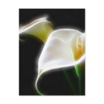 Elegant Calla Lily Flowers 16 Modern Postcards