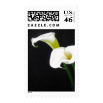 Elegant Calla Lily Flowers 1 Painterly Postage Stamp