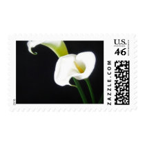 Elegant Calla Lily Flowers 1 Stamp