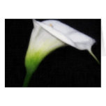 Elegant Calla Lily Flowers 2 Painterly Card
