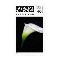 Elegant Calla Lily Flowers 2 Painterly Postage