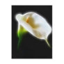 Elegant Calla Lily Flowers 3 Modern Postcards
