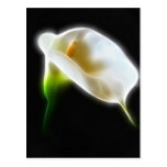 Elegant Calla Lily Flowers 3 Modern Postcards