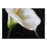 Elegant Calla Lily Flowers 3 Painterly Card