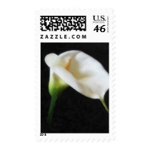 Elegant Calla Lily Flowers 3 Painterly Stamps