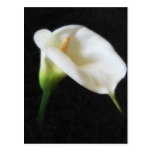 Elegant Calla Lily Flowers 3 Painterly Postcards