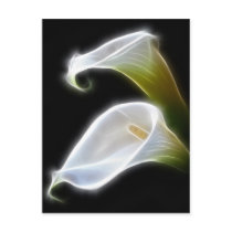 Elegant Calla Lily Flowers 4 Modern Post Card