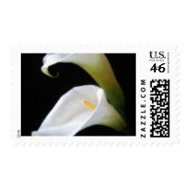 Elegant Calla Lily Flowers 4 Painterly Postage