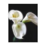 Elegant Calla Lily Flowers 6 Modern Postcards