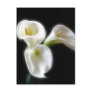 Elegant Calla Lily Flowers 6 Modern Postcards
