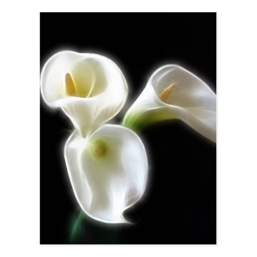 Elegant Calla Lily Flowers 6 Modern Postcards