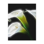 Elegant Calla Lily Flowers 7 Modern Postcard