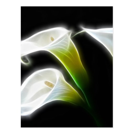 Elegant Calla Lily Flowers 7 Modern Postcard