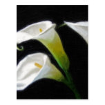 Elegant Calla Lily Flowers 7 Painterly Post Card