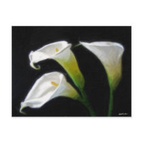 Elegant Calla Lily Flowers 7 Painterly Post Card