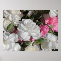Elegant Carnation Floral Print