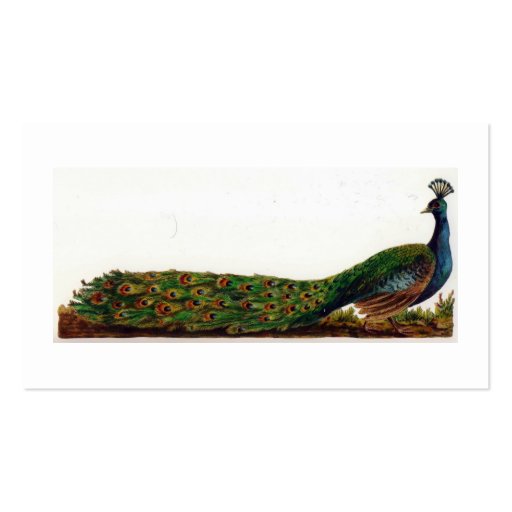 Elegant Colorful Peacock Vintage Business Card (back side)