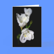 Elegant Flower ~ blank card