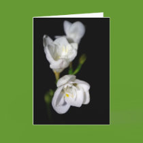 Elegant Flower ~ blank card