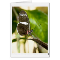 elegant in black (2) cards