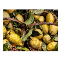 Elegant Italian Lemon Basket Amalfi Coast Lemons postcards