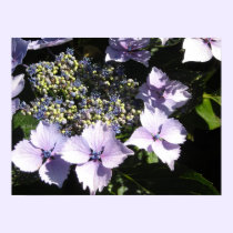 Elegant Mauve Hydrangeas posters