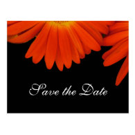 Elegant orange daisy flower save the date post cards
