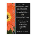 Elegant Orange Gerber Daisy Wedding Invitation postcards