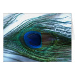 Elegant Peacock Feather Greeting Cards