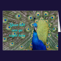 Elegant Peacock Photograph cards