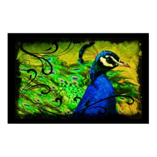 Elegant Peacock Swirl Artistic Fine Art Poster print