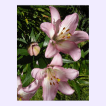 Elegant Pink Tiger Lilies posters