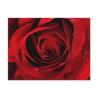 elegant postcard