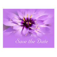 Elegant, pretty purple daisy flower  save the date postcard