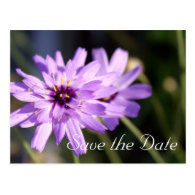 Elegant, pretty purple daisy flower  save the date post card