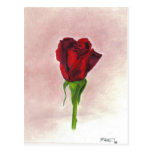 Elegant Red Rose by CricketDiane postcards