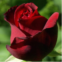 Elegant Red Velvet Rose Photo Cutout