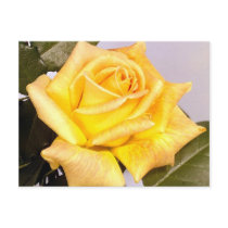 Elegant Rose 219 Postcards