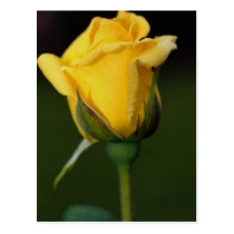 Elegant Rose 830 postcards