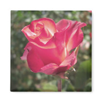 Elegant Rose Magnets by wingedturtle Elegant Rose Magnets