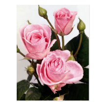 Elegant Rose Pink Roses Postcard