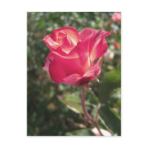 Elegant Rose Postcard by wingedturtle Elegant Rose Postcard
