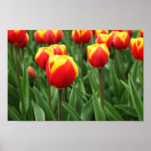 Elegant Tulip Floral Poster