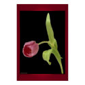 Elegant Tulip Print print