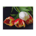 Elegant Tulips Postcard