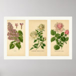 Elegant Vintage Botanical Floral Collage Print