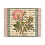 Elegant Vintage Dog Rose Rosa canina postcards