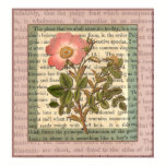 Elegant Vintage Pink Rose Antique Collage posters